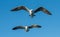 Shouting Juvenile Kelp gulls