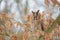 Shouting long-eared owl on tree branch