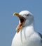 Shouting seagull close-up