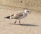 Shouts from hungry gull chick (Ð»Ð°Ñ‚. Larus)