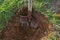 Shovel digs a hole for tree planting.