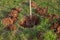 Shovel digs a hole for tree planting.