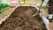 A shovel digs up a bed of manure or compost in a greenhouse.