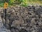 A shovel in the dug-out ground. A metal shovel got stuck in the chernozem of the earth in the garden in the autumn garden during