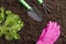 shovel, green saplings, rake and purple gloves on the front of the plowed land. backyard vegetable garden planting