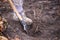Shovel in the ground, close-up. Spading into soil