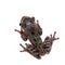 The shovel-headed tree frog, triprion petasatus, on white