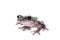 The shovel-headed tree frog, triprion petasatus, on white