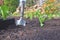 Shovel planting in the soil in garden next to seedling