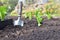 Shovel planting in the soil in garden next to seedling