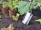 Shovel planting in wet soil among leaf of vegetable plants