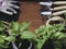 shovel rake seedling in pots on wooden background. top view Basil, bell pepper, strawberries