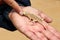 Shovel Snouted Aporosaura Lizard in the hand - Namibia Africa