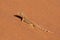 Shovel-snouted lizard on sand - Namibia