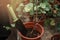 Shovel sticking out of the pot with plant closeup.