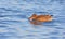 Shoveler (anas clypeata )