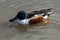 Shoveler Duck, Anas clypeata, drake swimming to the left