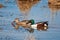 Shoveler Pair, Male/Female