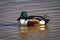 Shovelhead Duck Swimming at White Water in Arizona