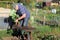 Shovelling manure from a wheelbarrow.