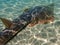 Shovelnose Ray swimming over coral reef.