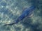 Shovelnose Ray swimming over coral reef.