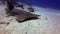 Shovelnose Shark Close Up.Whitespotted Guitarfish.Shovelnose Ray. Blue Sunlit Sea