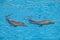 Show of beautiful dolphin jumps in zoo pool