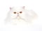 Show champion white copper eyed Persian