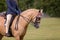 Show Horse Being Ridden In An Event At A Country Show