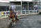 Show horse and rider preparing for obstacle course