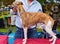 Show Judging A Striped Whippet