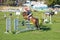 Show Jumping: Perth Royal Show