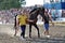 Show performances of horses on the racetrack