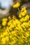 Showa Kinen Park Cosmos Lemon Bright Flowers