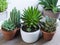 Showcase Your Beautiful Succulent in a Pot of Indoor Plants.