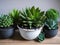 Showcase Your Beautiful Succulent in a Pot of Indoor Plants.