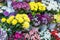 Showcases many bouquets in vases on flower shop shelves store bright multicolored chrysanthemum and azaleas