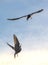 Showdown in the sky. Common Terns interacting in flight