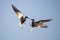 Showdown in the sky. Common Terns interacting in flight.