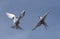 Showdown in the sky. Common Terns interacting in flight.