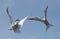 Showdown in the sky. Common Terns interacting in flight.