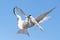 Showdown in the sky. Common Terns interacting in flight. Adult common terns in flight on the blue sky background