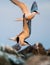 Showdown in the sky. Common Terns interacting in flight. Adult common terns in flight  in sunset light on the sky background