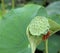 Shower shaped faded lotus flower in pond