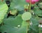 Shower shaped faded lotus flower in pond