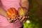 Showing cacao pods in hands