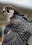 Showing some plumage Saker falcon