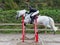 Showjumping Horse