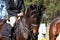 Showjumping horse profile